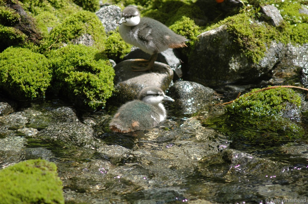 Wildlife Wednesday: Whio ducklings